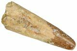 Fossil Pterosaur (Siroccopteryx) Tooth - Morocco #332563-1